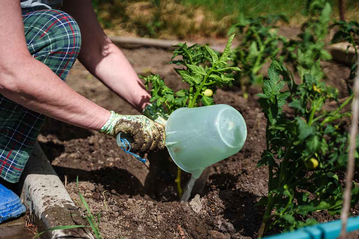 Tekuté hnojivo pre paradajky a plodovú zeleninu