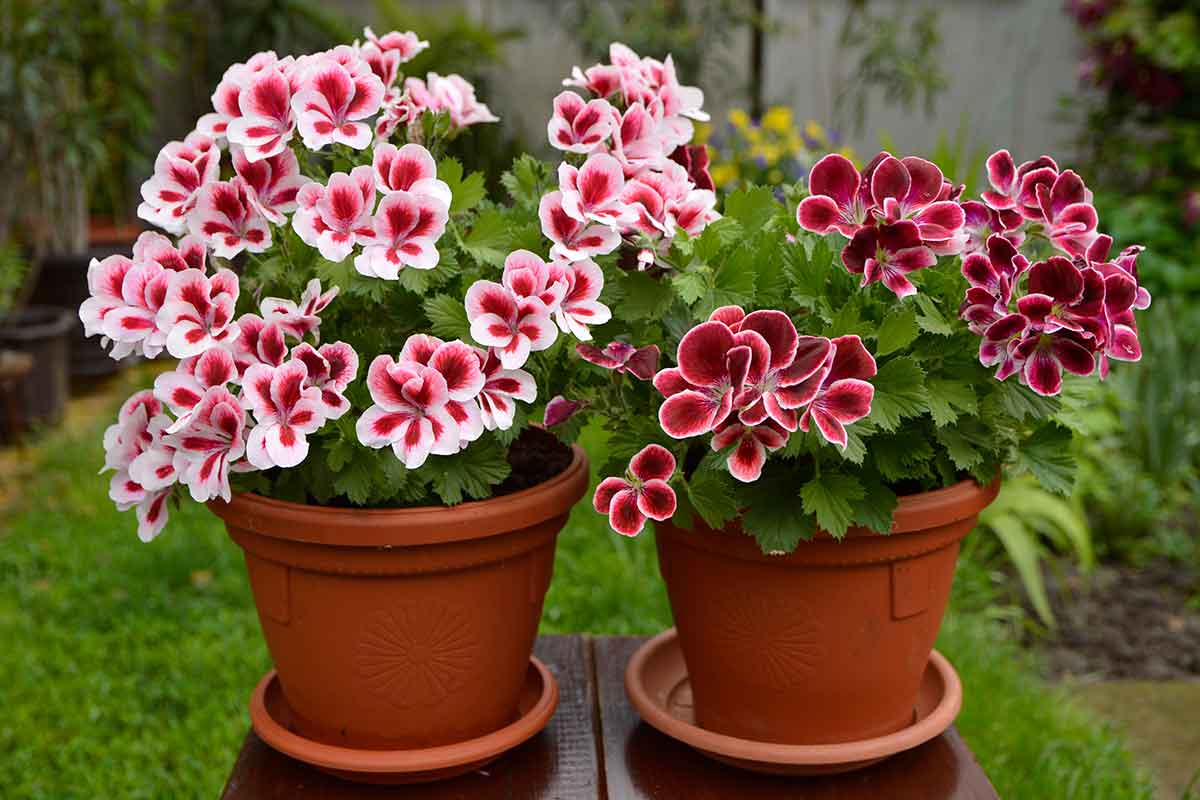 Veľkokveté muškáty v kvetináčoch