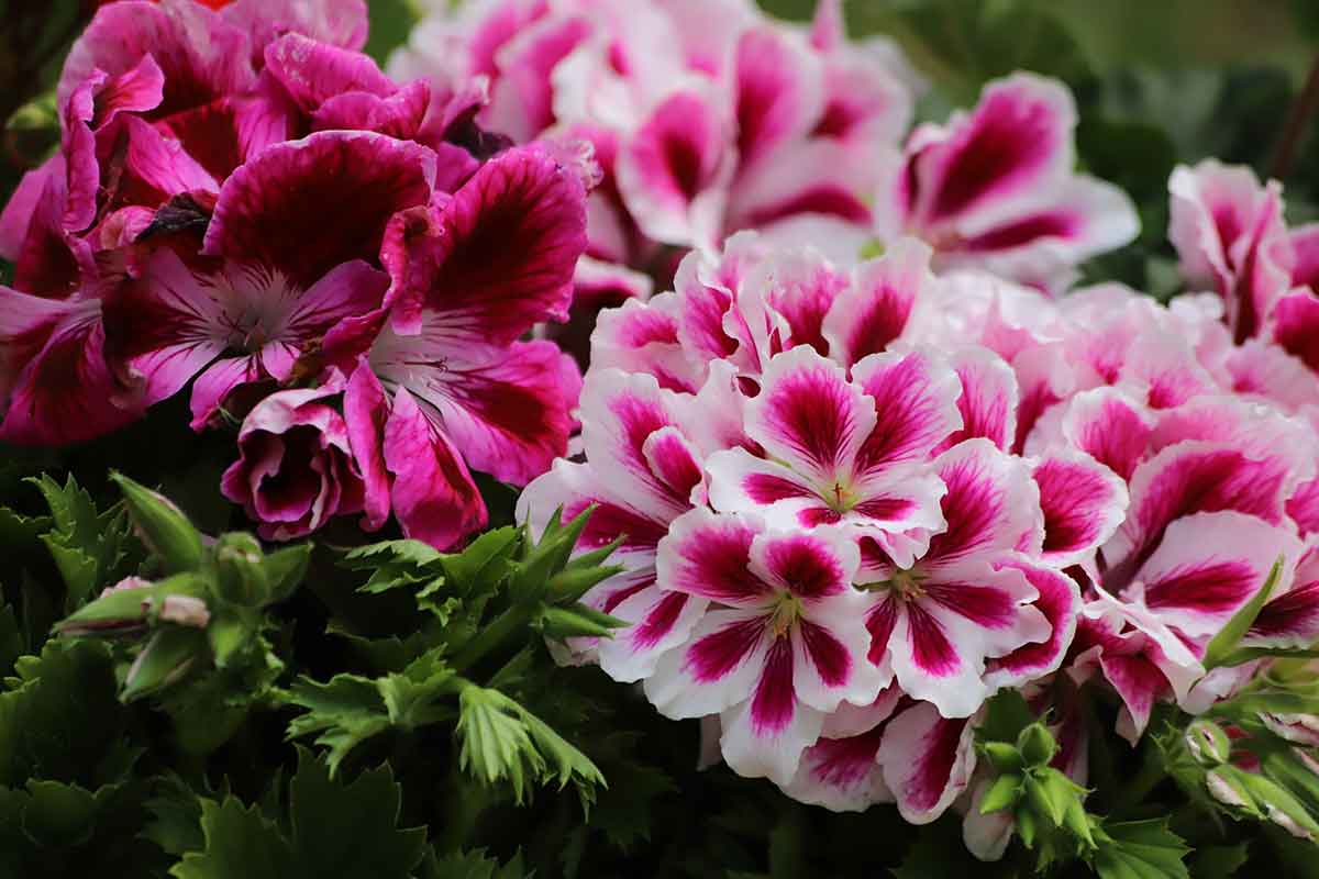 Kvety muškátov veľkokvetých