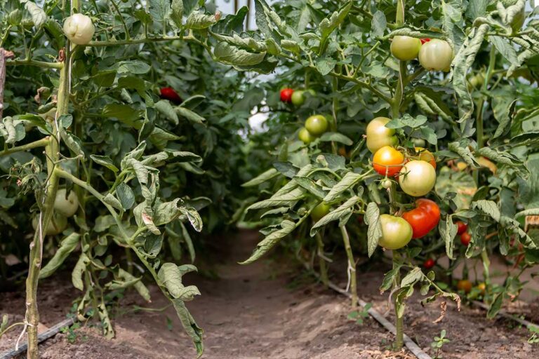 Pomôžme rastlinám vyrovnať sa so stresom. Čo im podľa odborníka škodí?