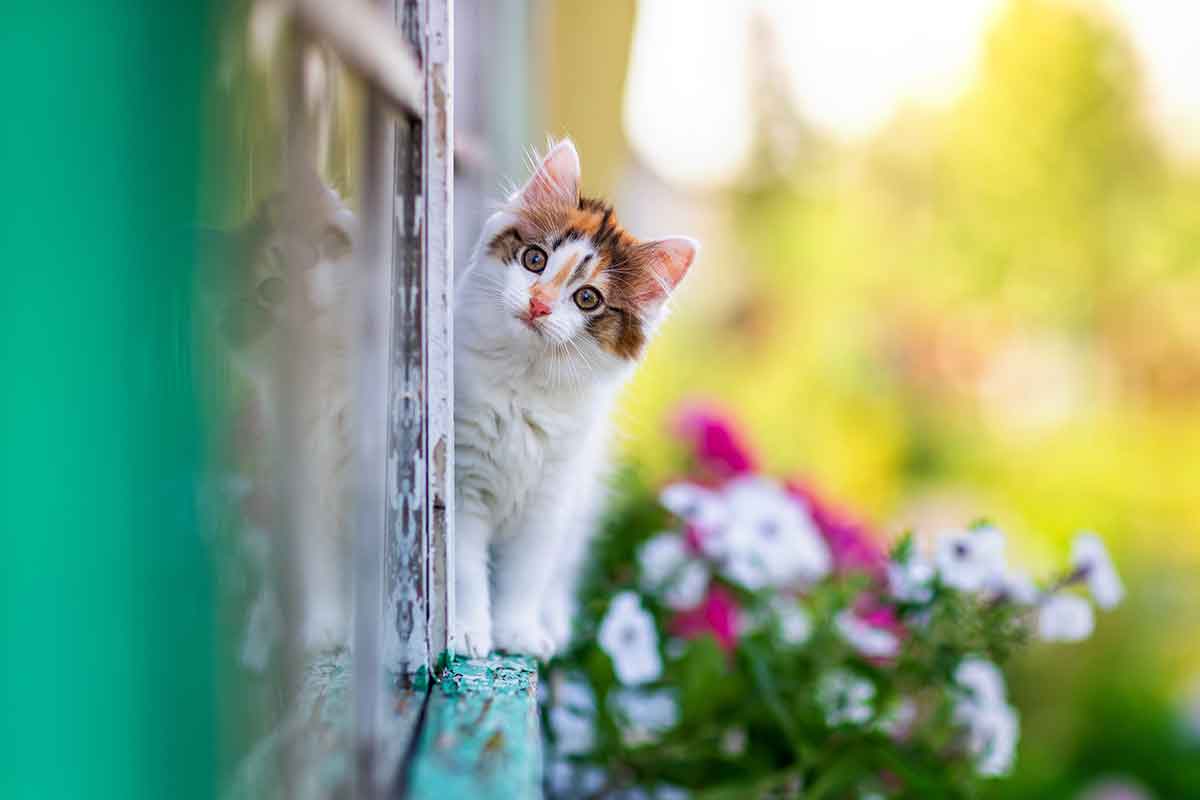 Malá mačka v záhrade