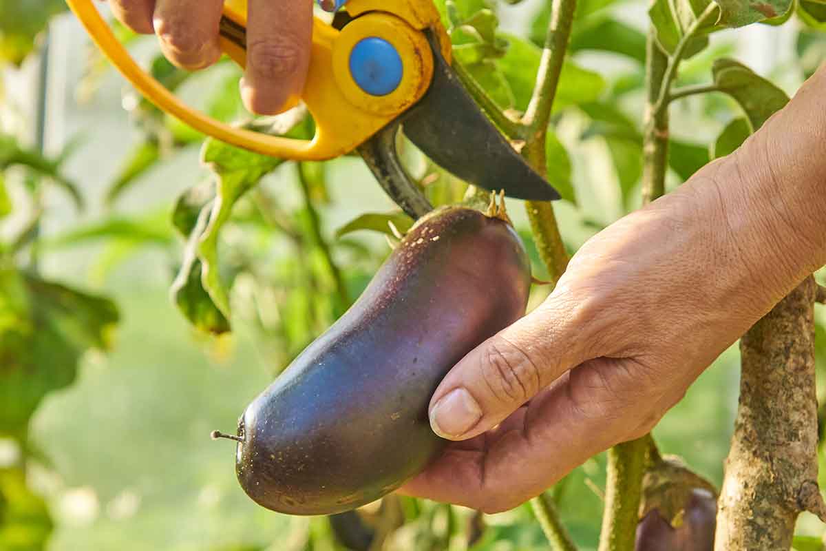 Zber plodov baklažánu