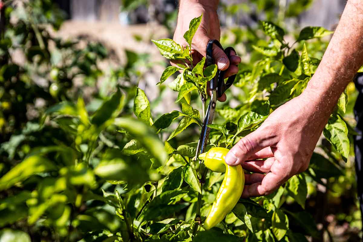 Zber plodov papriky