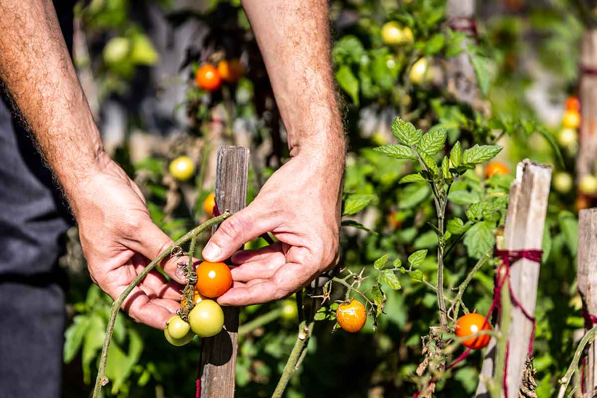 Zber plodov paradajky