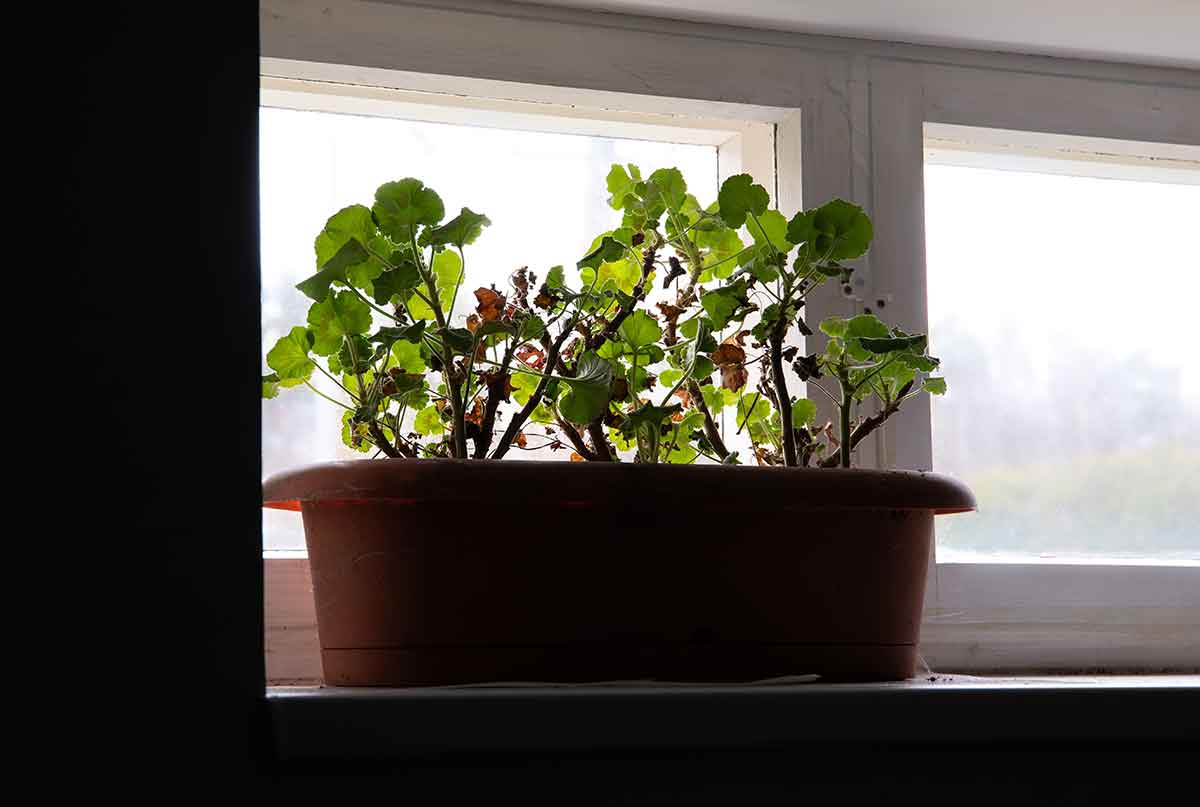 Zimovanie veľkokvetých muškátov v tmavej miestnosti