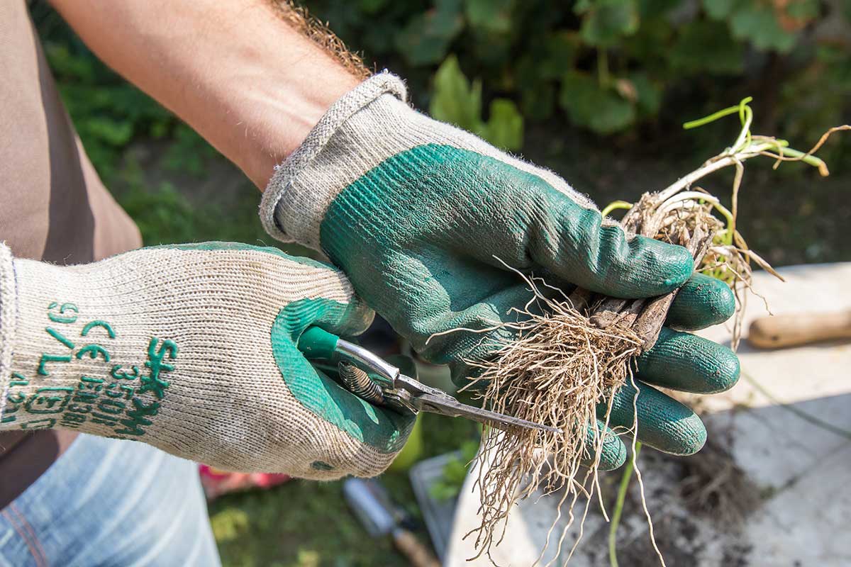 Príprava koreňov pažítky na výsadbu do kvetináča