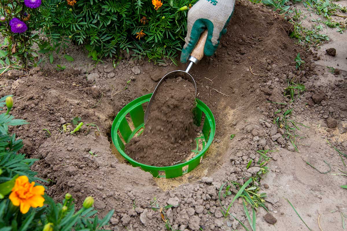 Príprava košíka na výsadbu tulipánov