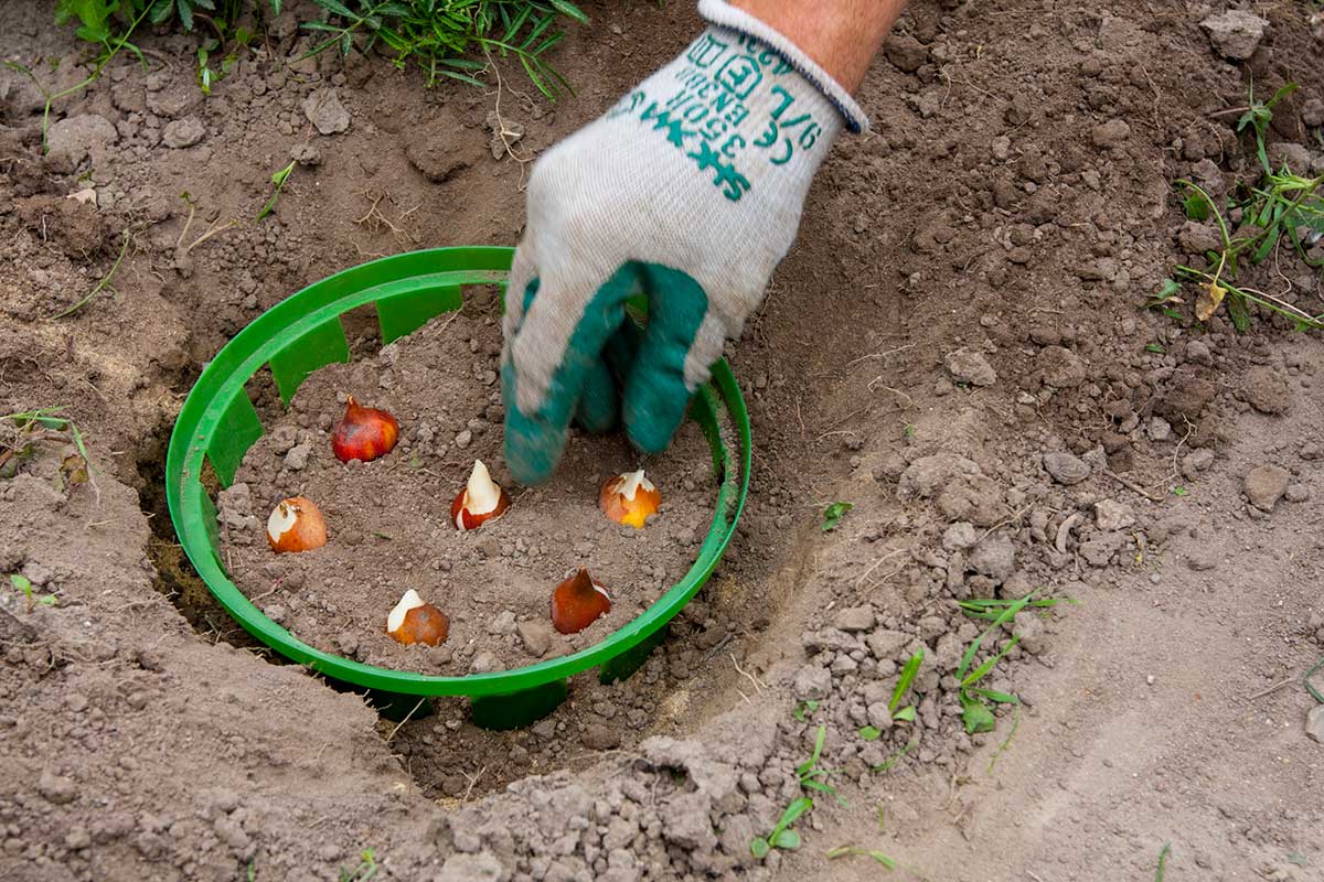 Sadenie cibúľ tulipánov do špeciálneho košíka