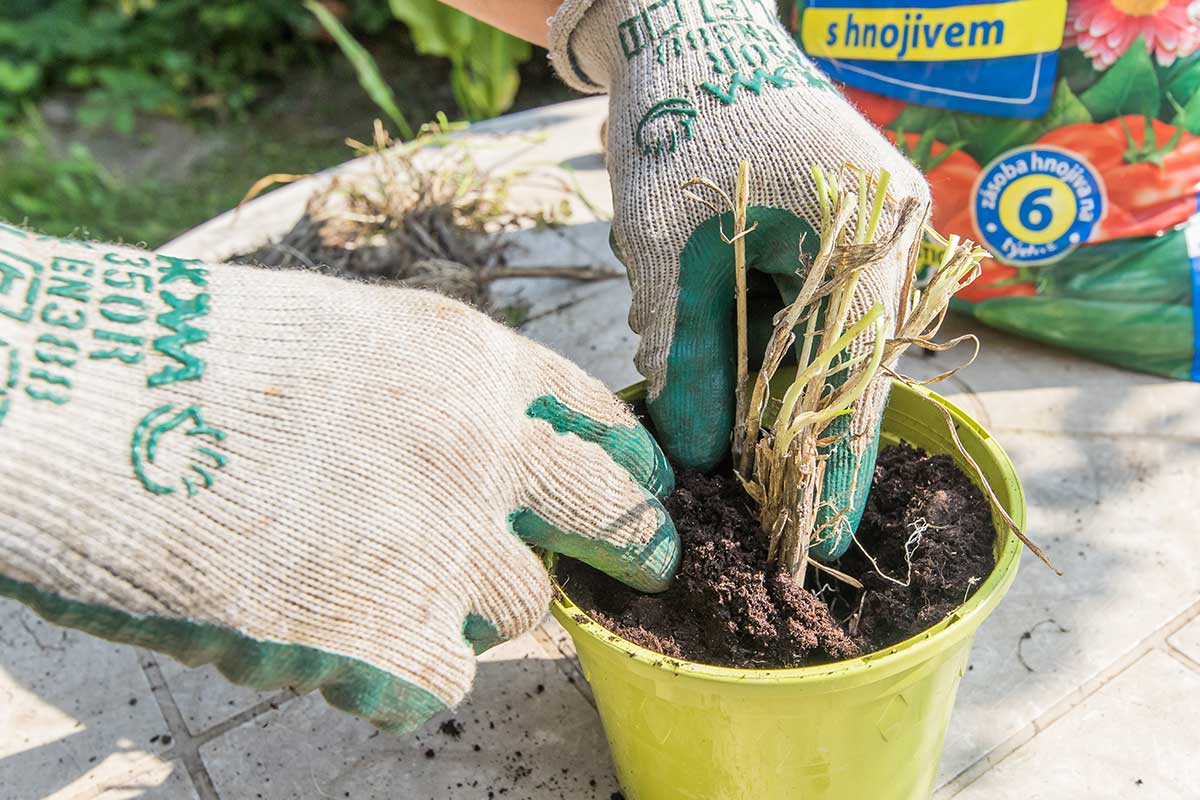 Vysadenie trsu pažítky do kvetináča