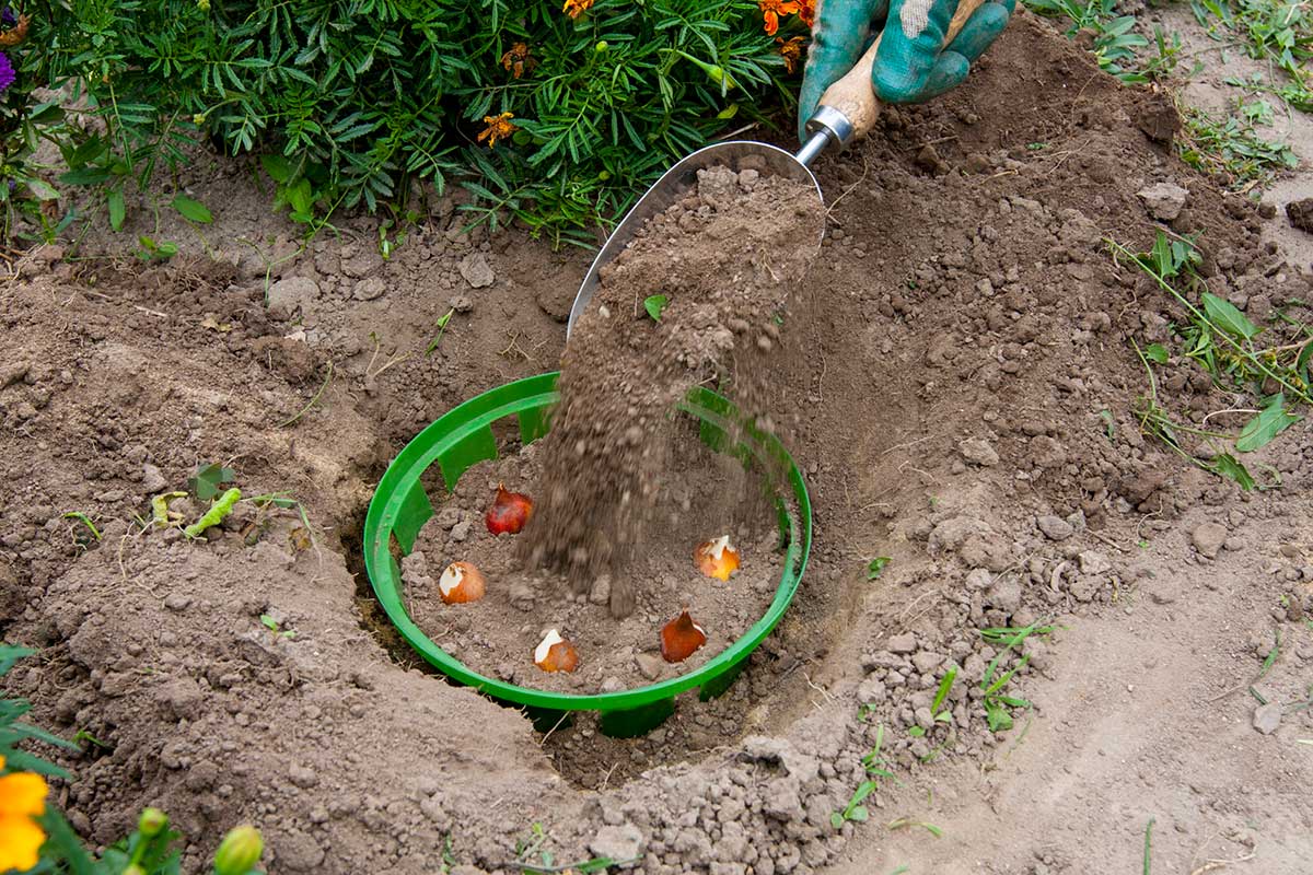 Zasypanie vysadených cibúľ tulipánov zeminou