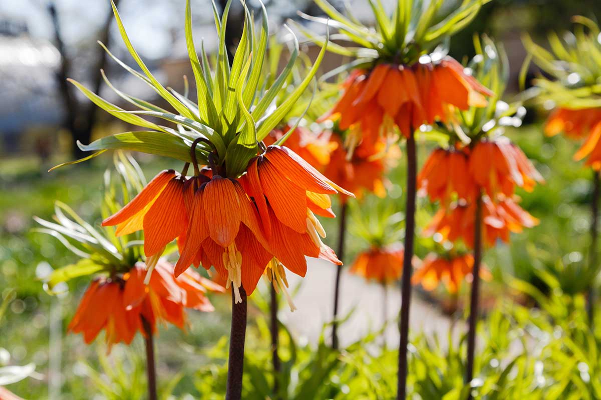 Rozkvitnuté korunkovky vysadené v záhrade