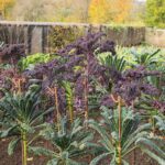 ako a kedy zbierat hluboviny