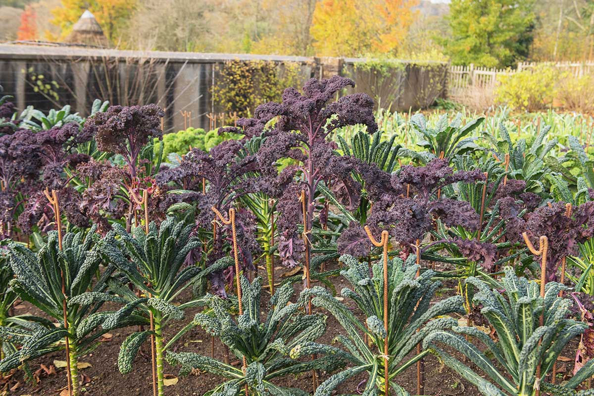 ako a kedy zbierat hluboviny