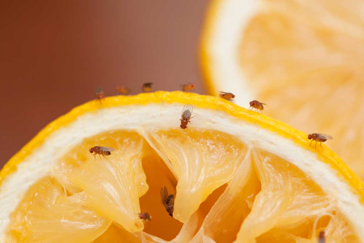 Ako sa zbaviť vínnych mušiek