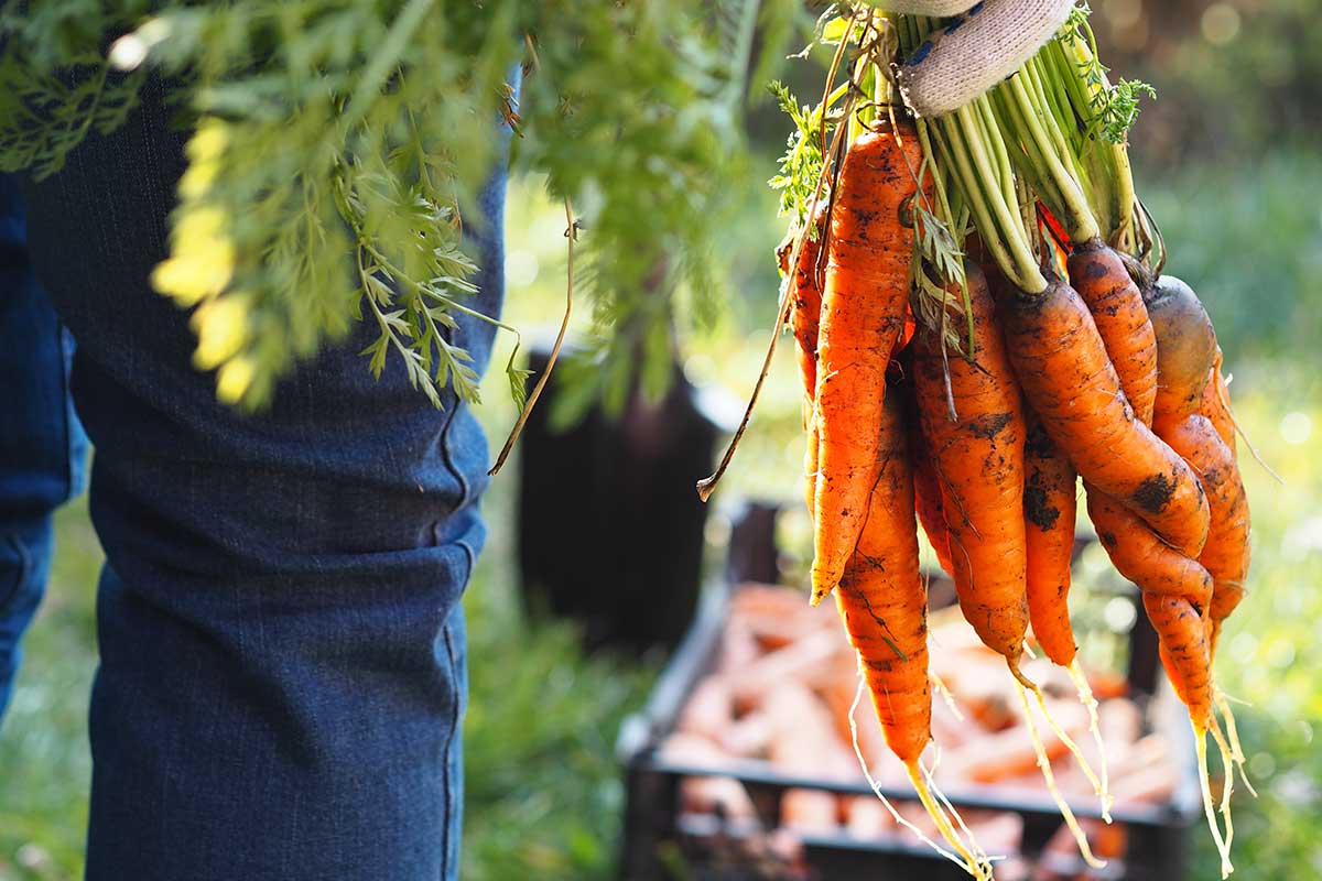 Zber a skladovanie koreňovej zeleniny