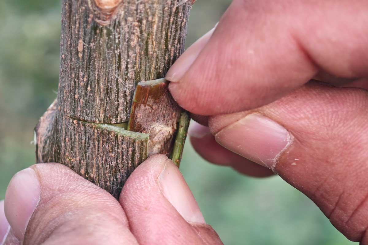 Zaštepovanie marhule do slivky