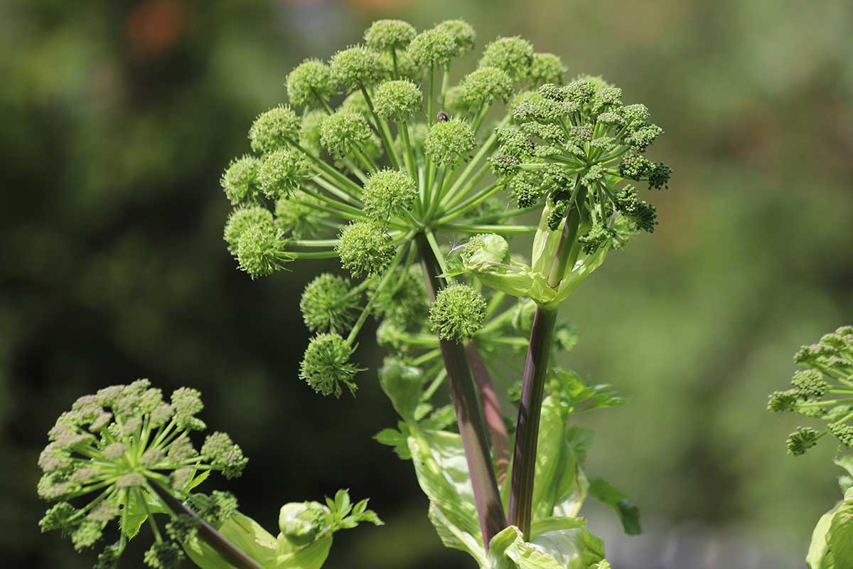 Kvet archangeliky lekárskej
