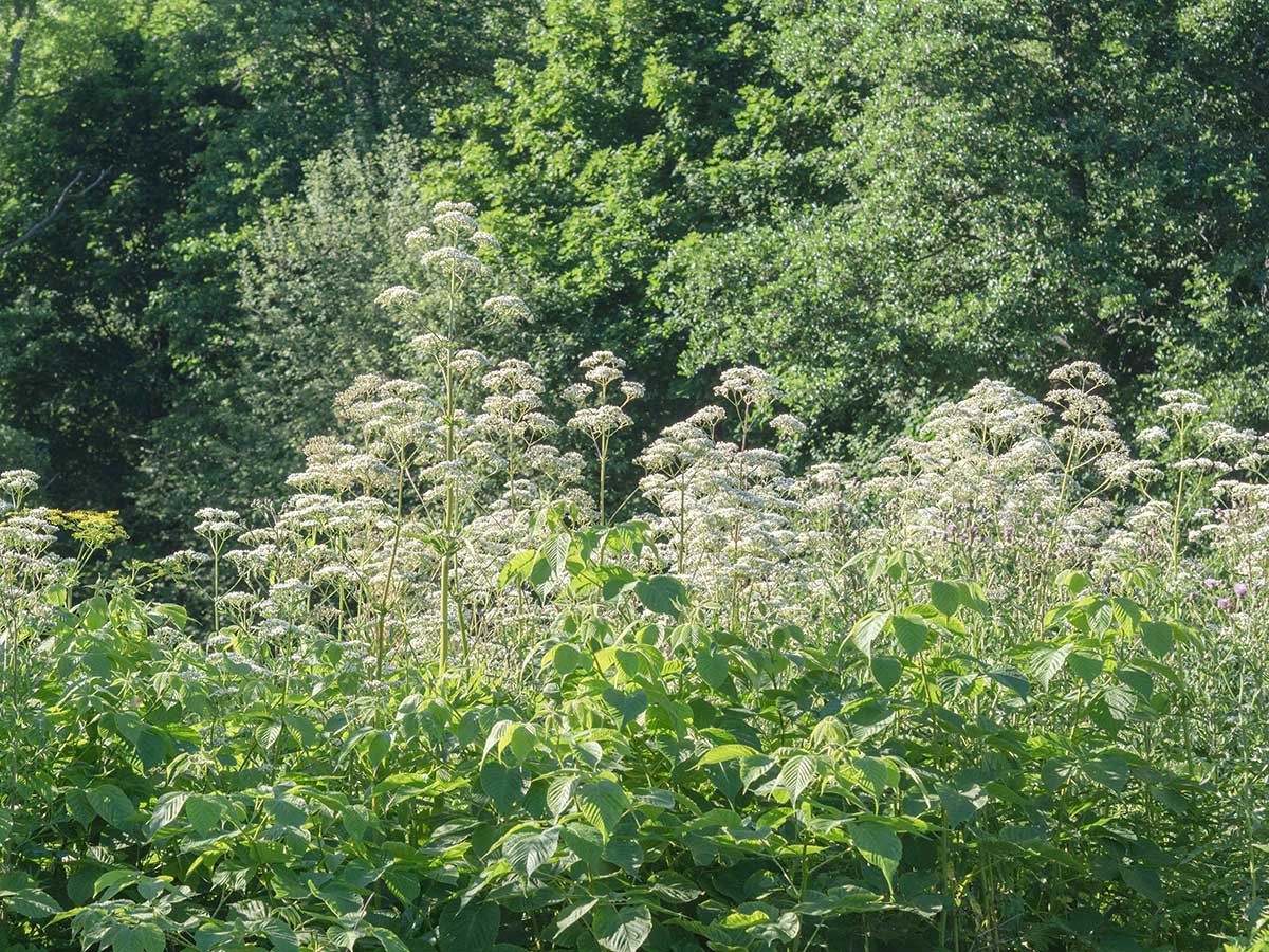 Výskyt archangeliky lekárskej