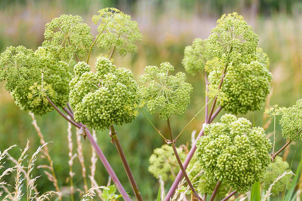 Archangelika lekárska