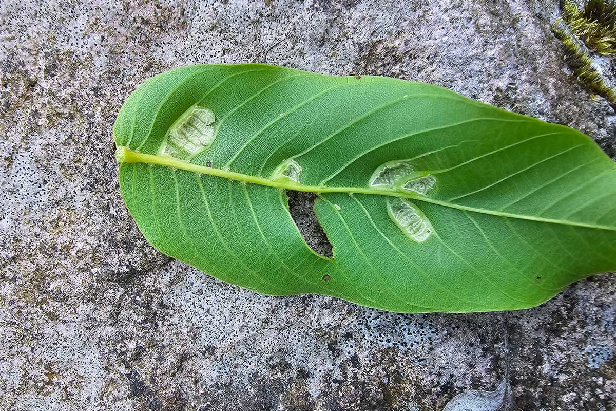 Biele dutinky na orechových listoch