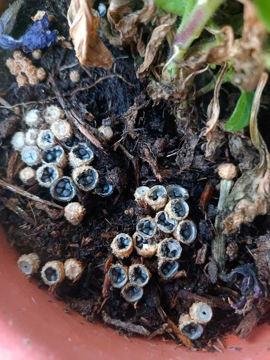 Čiaškovec alebo anglicky bird´s nest fungi v kvetináči