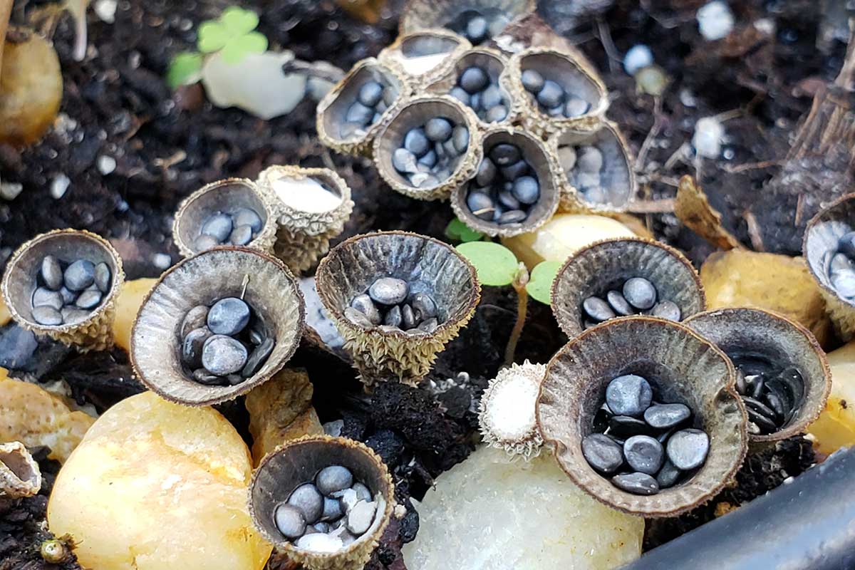 Čiaškovec pásikavý a jeho vtáčie hniezda