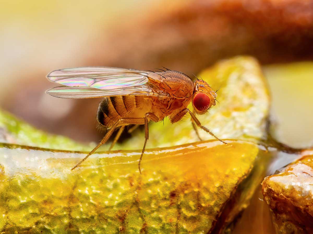 Drozofila obyčajná