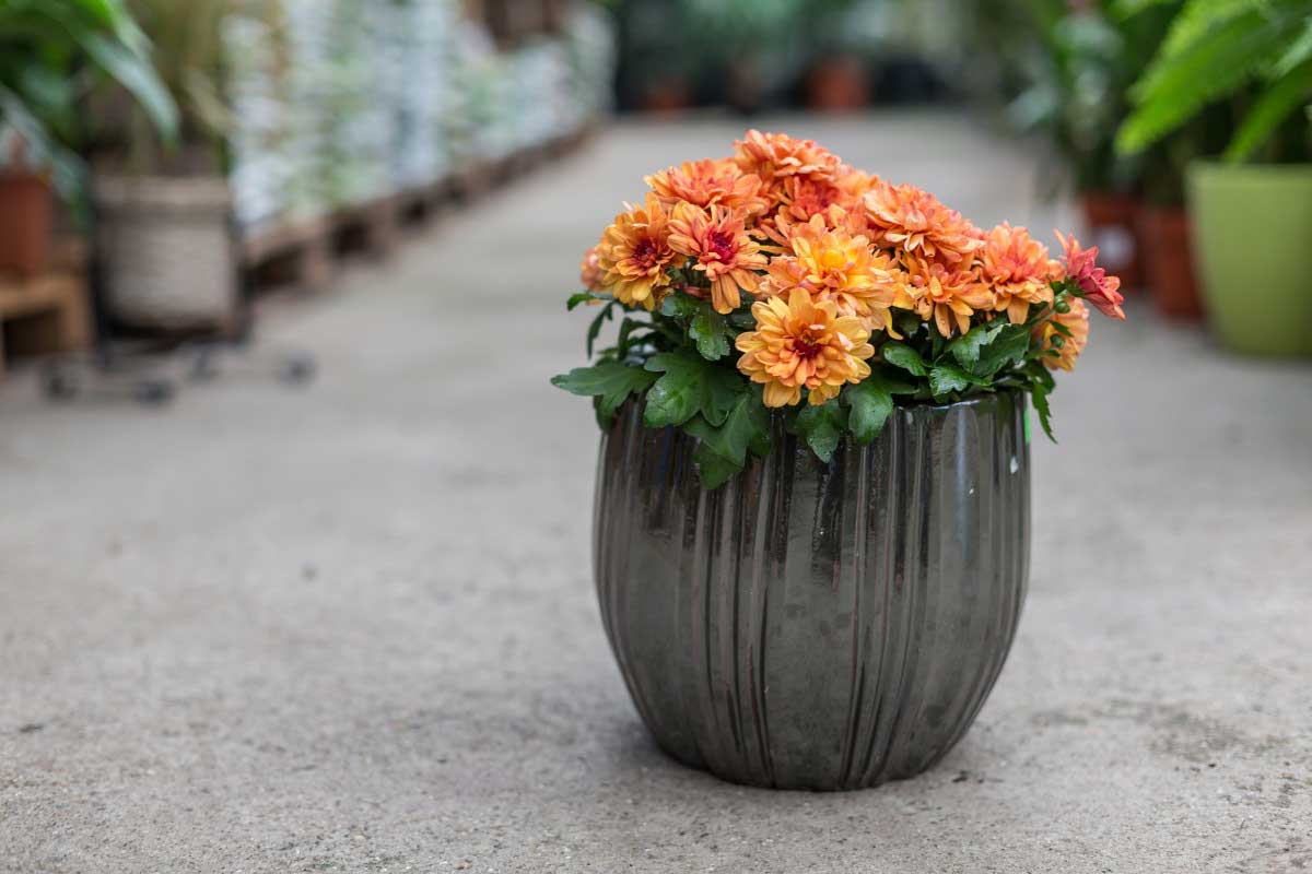 Jesenná výsadba chryzantém v kvetináči