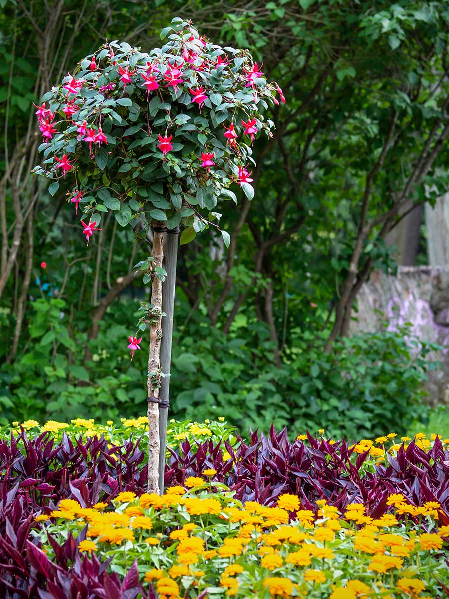 Fuksia na kmienku v kvetinovom záhone