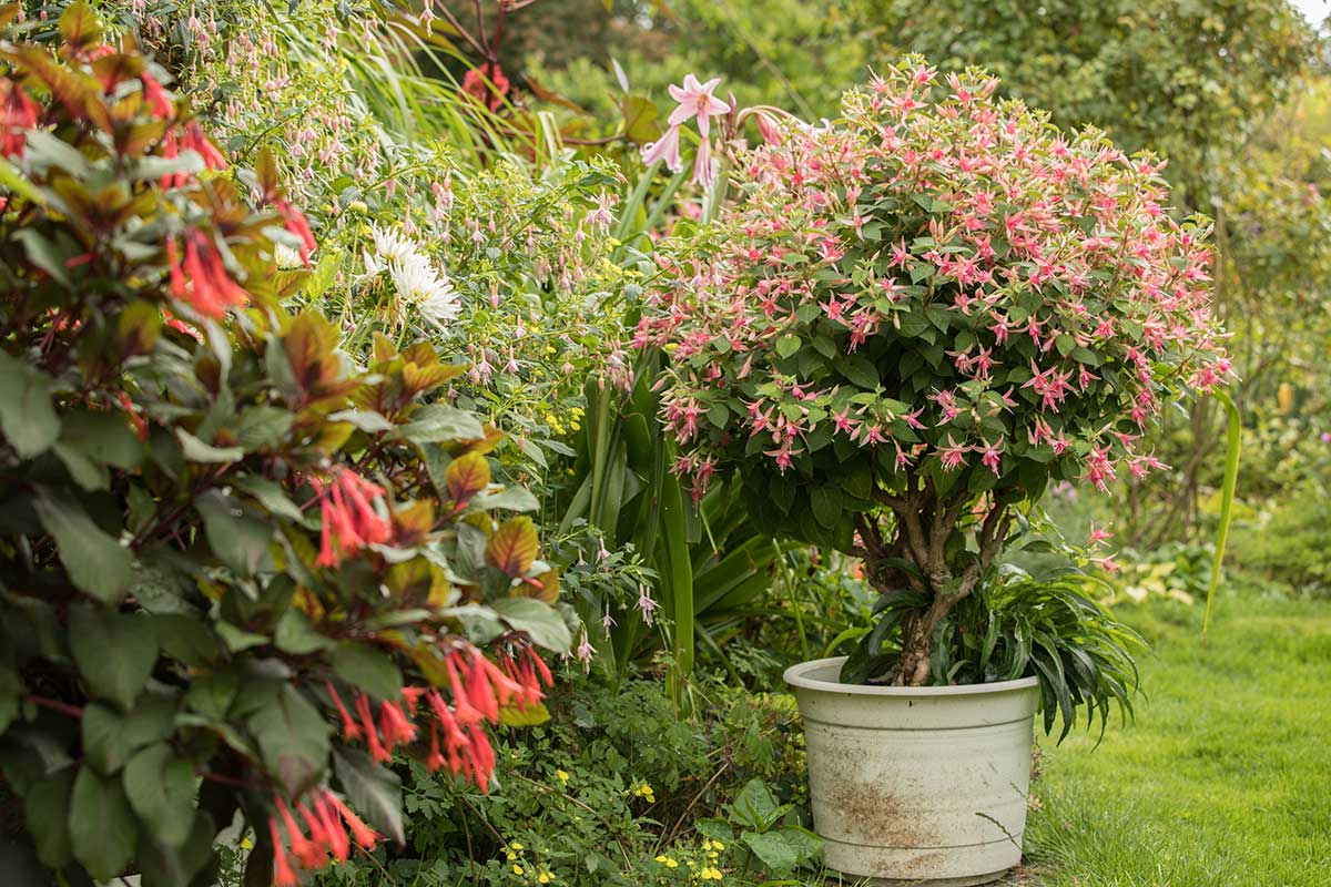 Pestovanie fuksiového stromčeka v kvetináči