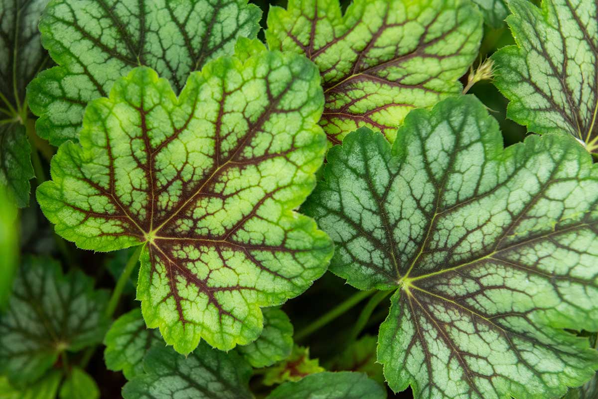 Heuchera americká ‘Beauty Colour’