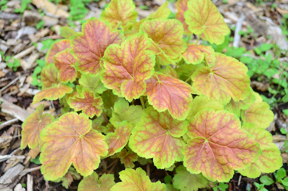 Heuchera ‘Delta Dawn’
