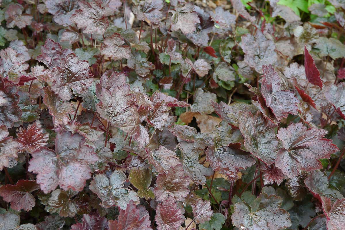 Heuchera drobnokvetá ‘Palace Purple’
