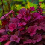 Heuchera s fialovými listami