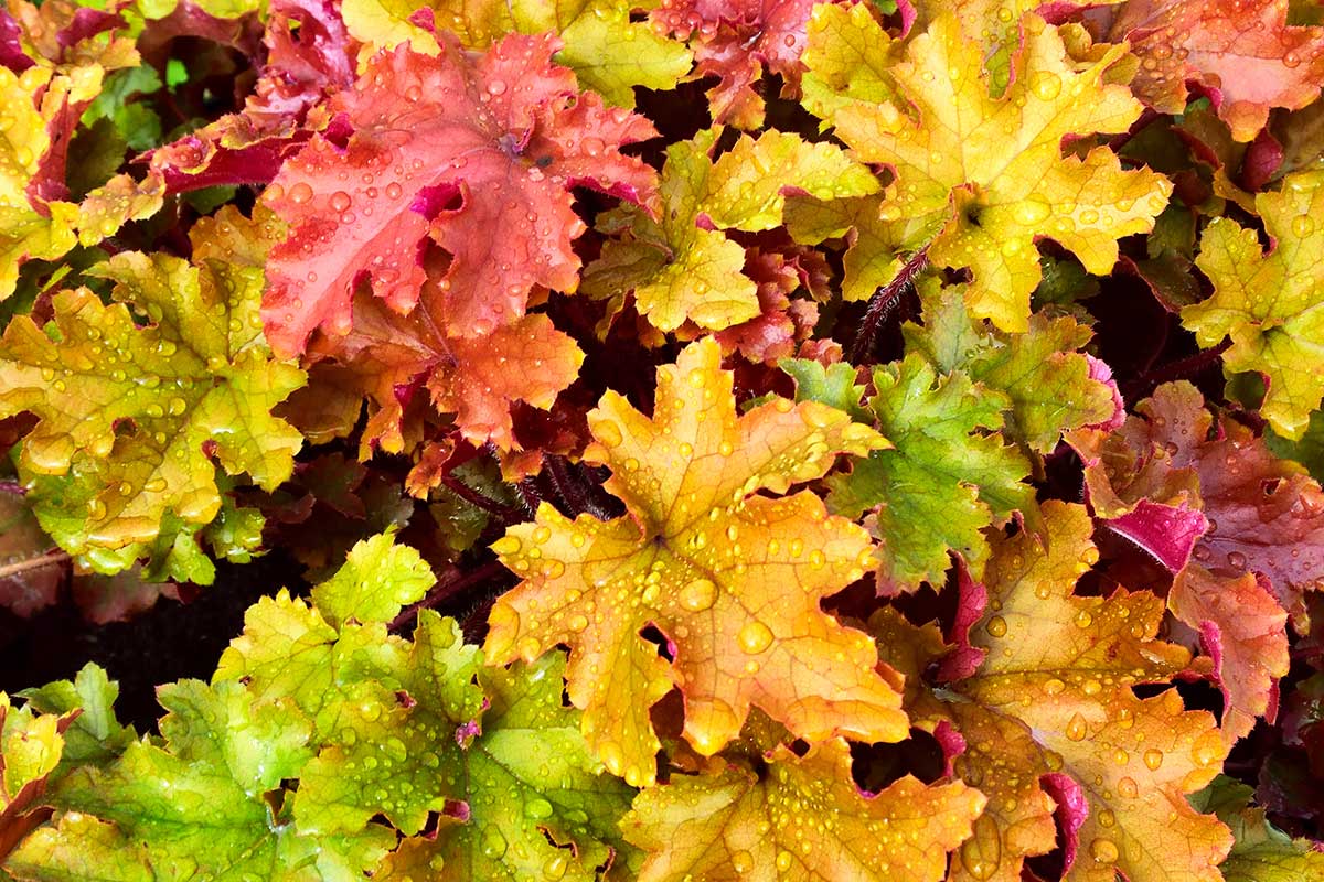 Heuchera ‘Marmalade’ 