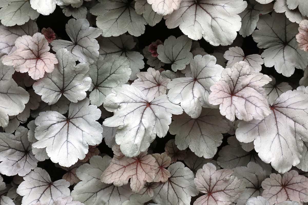 Heuchera ‘Silverberry’