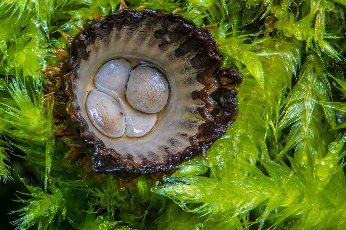 Detail hniezda s vajíčkami huby čiaškovca