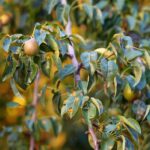 Hrdza hrušková na listoch stromu