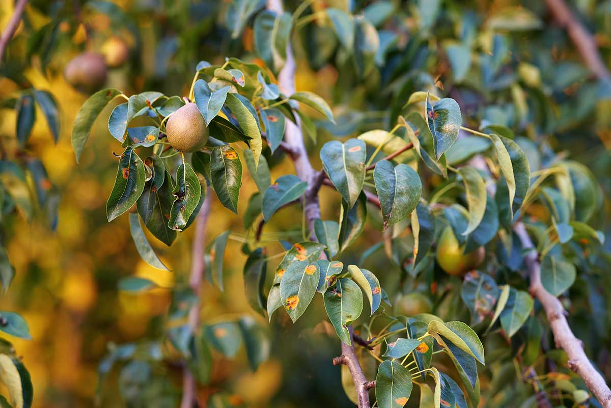 Hrdza hrušková na listoch stromu