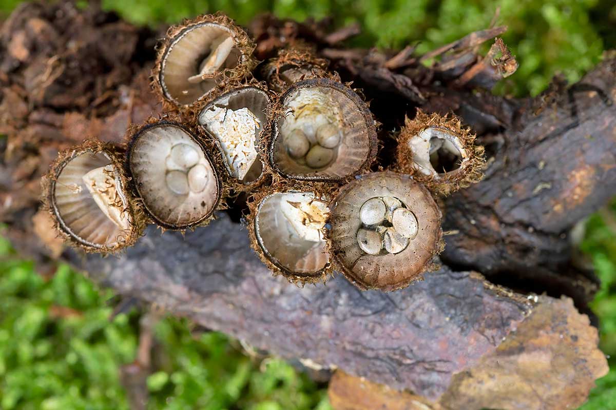 Huba vtáčie hniezda na dreve