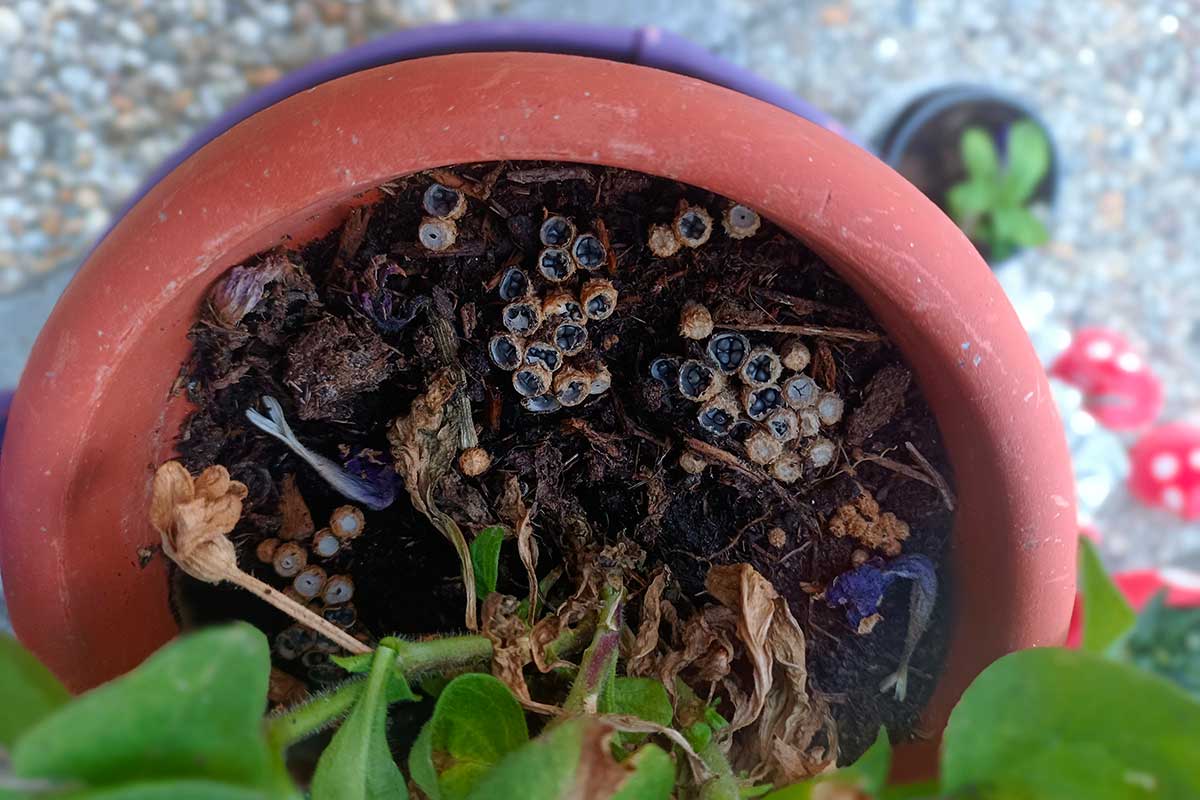 Huby v kvetináči s názvom čiaškovec 