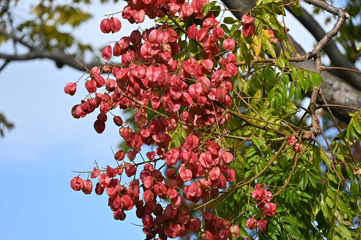 Mechúrikovité súplodia jaseňovca metlinatého