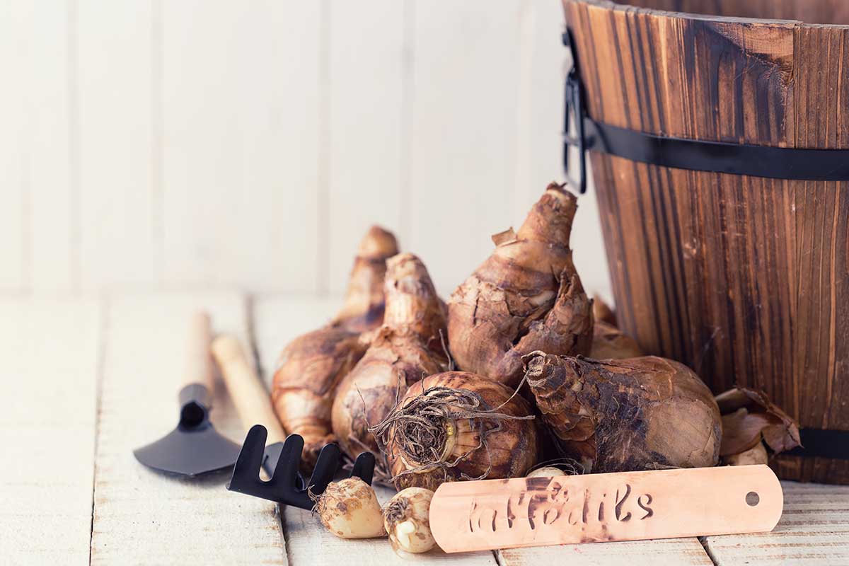 Jesenná výsadba menej známych cibuľovín