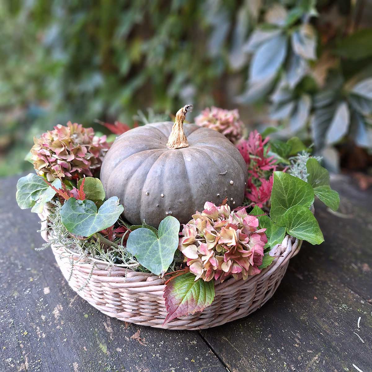 Jesenný aranžmán v košíku s tekvicou, listami brečtanu a kvetmi hortenzie