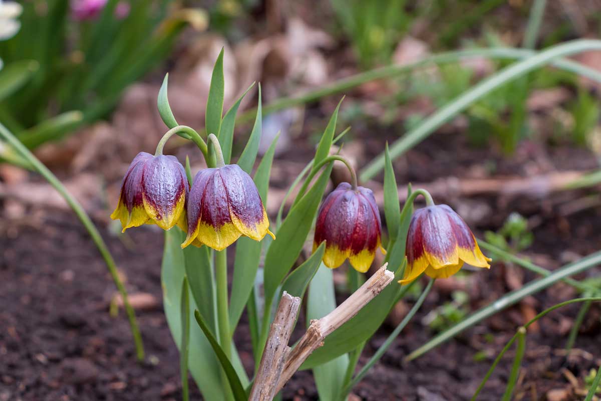 Korunka michailovskyi