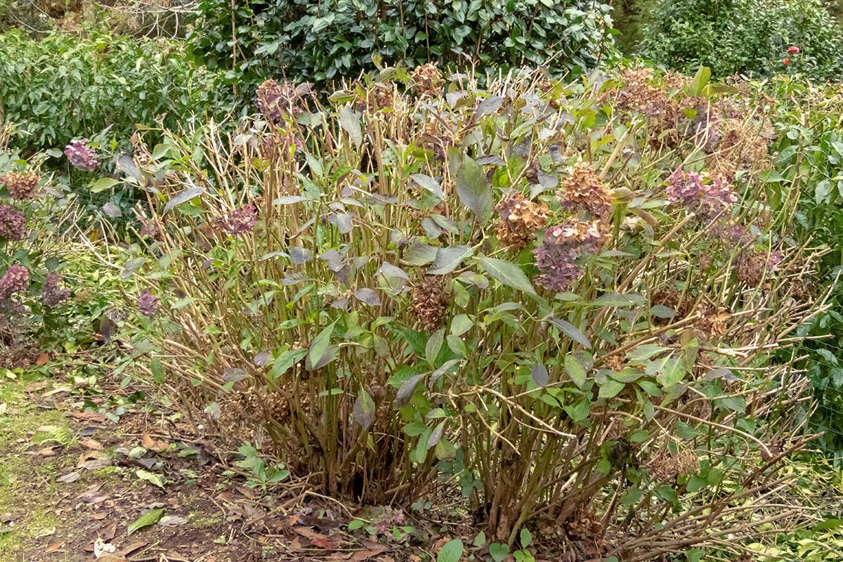 Rez hortenzie na jeseň