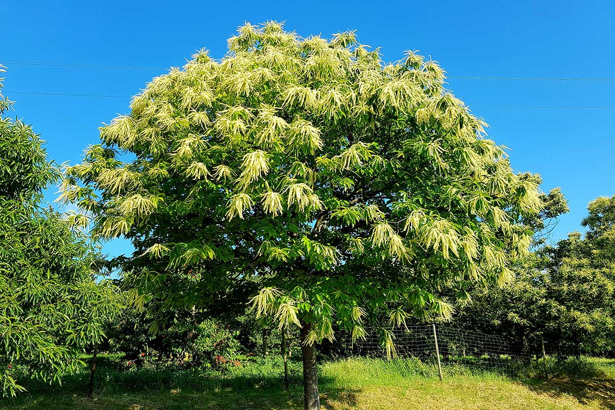 Jedlý gaštan vo veľkej záhrade