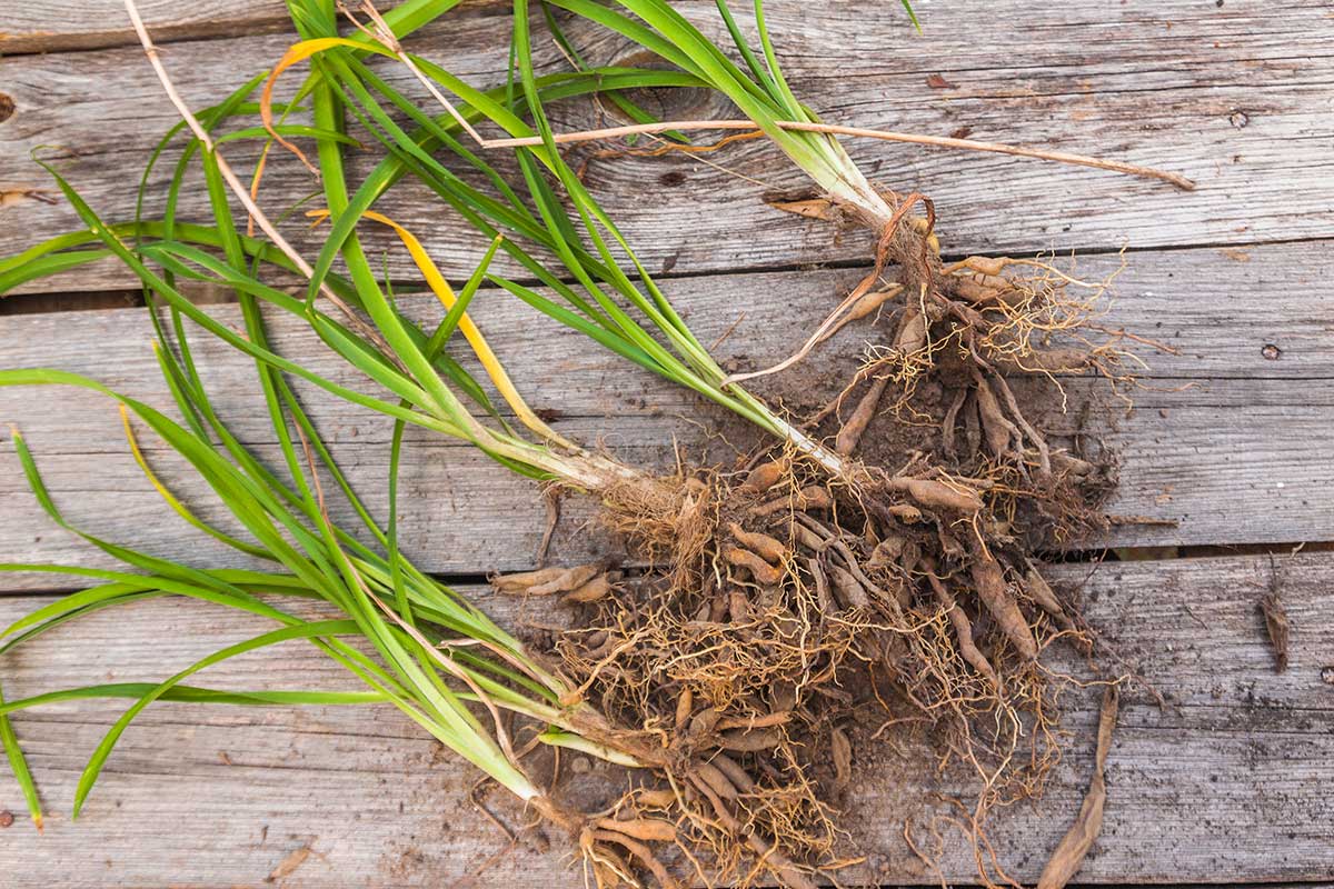 Množenie ľalioviek z trsov