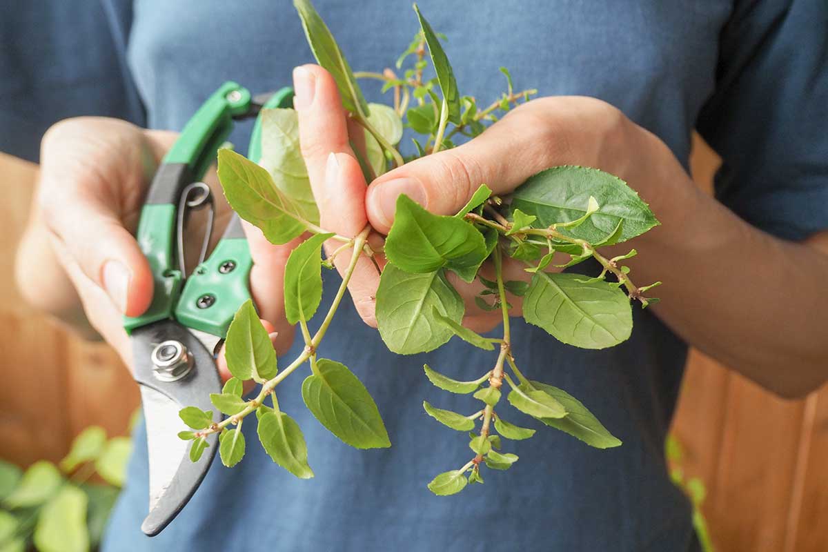 Odoberanie odrezkov z fuksie