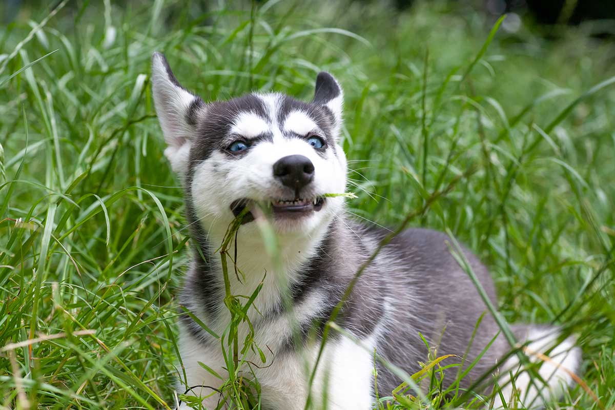 Šteňa sibírskeho husky pojedá steblo trávy